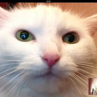 Кошка в  Skype - "Вот куда пропала моя хозяйка". :: Ирина Кеннинг