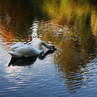 Белый лебедь в золотoй реке :: AstaA 