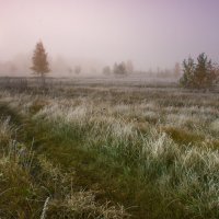 Осенний туман :: Denis Zakalyapin