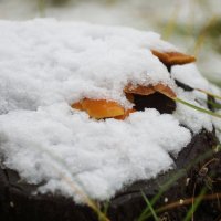 первый снег :: лина сергеева