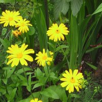 Солнечные   садовые  ромашки :: Valentina Lujbimova [lotos 5]