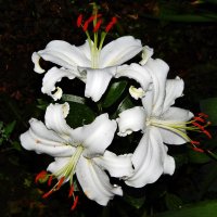 Три белых лилии :: Валентина Пирогова