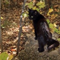 Из жизни черного кота :: Ирина Виниченко
