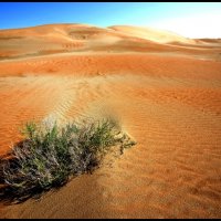 Красные пески.2 :: Ахмед Овезмухаммедов