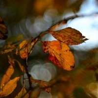 Осень, осень... #4 :: Андрей Вестмит