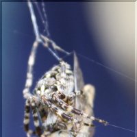 В лапках у паука.. :: Анна Окунева