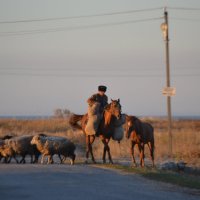 Пастух и его стадо1 :: Agnivarshi Малтыз