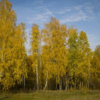 Осень золотая :: N. Efimkina