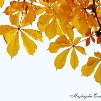Каштан, листья :: Екатерина Медведева