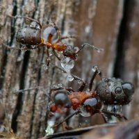 Два муравья... :: Федор Кованский