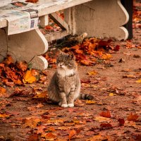 Осенний кот :: Татьяна Гилепп