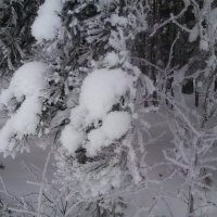 Зима :: Елена Литвиненко
