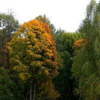 Осень. :: Конова Анастасия 