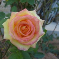 Роза в саду :: валерия мамбетова
