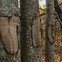 В осеннем лесу :: Ирина Никифорова