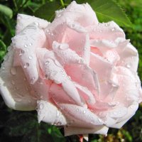 И только аромат цветущих роз... :: Ирина Нафаня