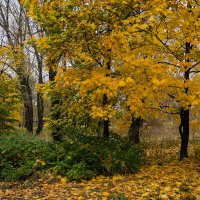 Осень в парке :: Сергей Бочаров