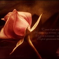Розовая роза (басня) :: IRinA*** 