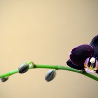 Орхидея зацвела! :: Марина 