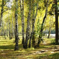 Лес в солнечном свете . :: Мила Бовкун