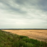 пшеничное поле :: Дмитрий Земсков