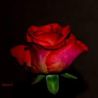 роза в темноте :: Евгений Бадун