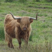 Highland cattle :: Natalia Harries
