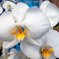 Орхидея :: Aleks Ben Israel