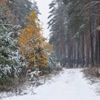 Первый снег 20.10.14г :: Диана Задворкина