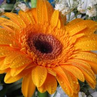Солнечный цветок :: leoligra 