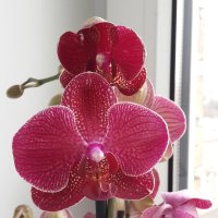 Орхидея :: Елена Каталина