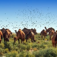 пасущиеся верблюды :: Рустам Моллаев