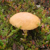 Sweden mushrooms :: Borut Pahor 