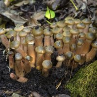 Про грибы - опята! :: Александр Земляной