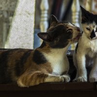 Мамы они такие!-из серии кошки очарование моё! :: Shmual & Vika Retro