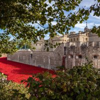 London tower 1 :: Olya 