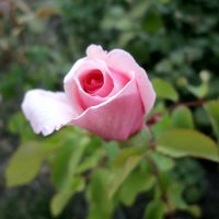 Октябрьская роза... :: Тамара (st.tamara)