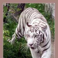 Белая тигрица :: Виктор Крейдер