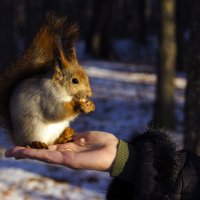 БЕЛОЧКА :: Иван Клещин