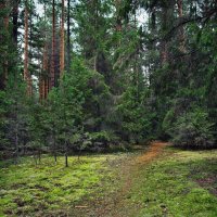 Лесными тропами... :: Владимир Вишняков
