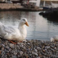 The duck :: Artemii Smetanin