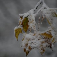 Еще не все опали листья :: Медведев Сергей 