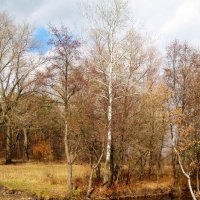 Осенний пейзаж :: георгий   петькун 