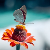 Бабочка :: Ника Коренюгина
