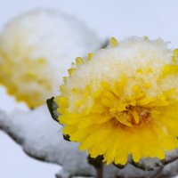 Первый снег :: Николай Николенко