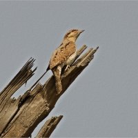 ВЕРТИШЕЙКА :: Тарасенко Владимир 