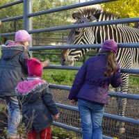 Дети смотрят на зебру в вольере. Московский зоопарк :: Катерина 