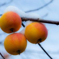 Яблоки на снегу... :: Ирина 