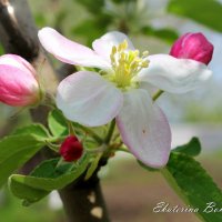 Яблоня цветет.... :: Ekaterina Bondarenko