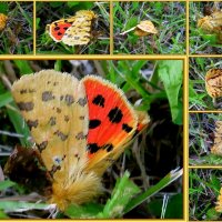 Бабочка с арбузными крылышками :: Елена Palenavi
